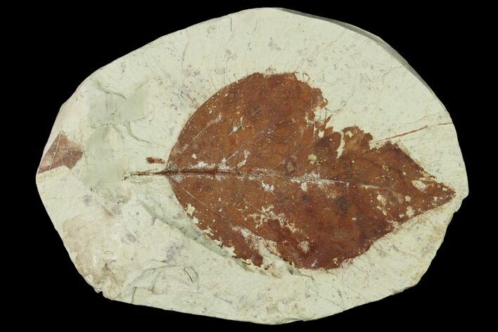 Miocene Fossil Leaf (Populus) - Augsburg, Germany #139259